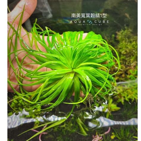 穀精水草|6. 菲律賓穀精草(水社榖精草、日月潭穀精草)